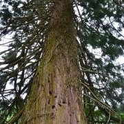Séquoia géant des Forges de Paimpont