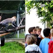 La biologie des singes racontée aux enfants par Arnaud Rossard
