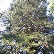 Séquoia géant de Fourneau