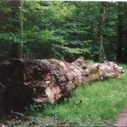 Le hêtre de la Gelée en 2003