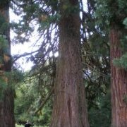 Séquoia géant des Forges de Paimpont
