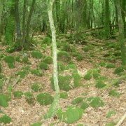 Talus de l'enclos en pierre des Noës Blanches