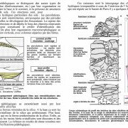 Fig. 11 - Silcrètes pédologiques – Les structures columnaires