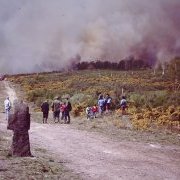 Incendie de 1984 en Brocéliande