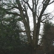 Le chêne des Lavandières à Saint-Brieuc-de-Mauron