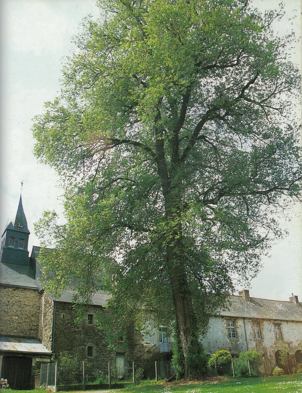 Orme de Saint-Malo-de-Beignon