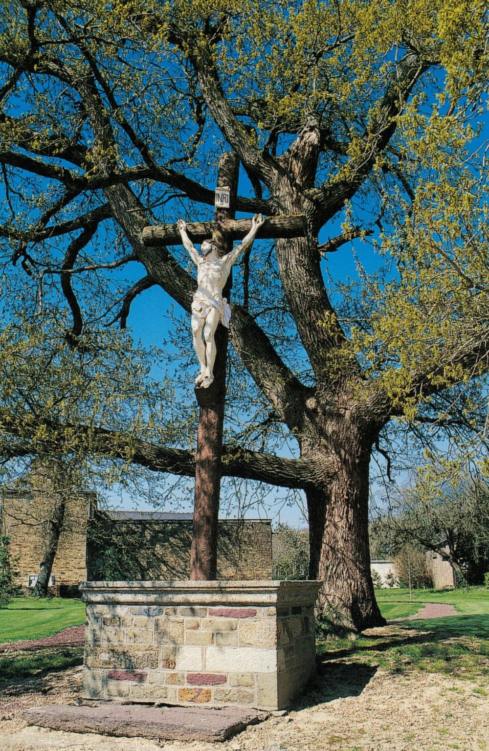 Chêne du Placitre à Saint-Brieuc-de-Mauron