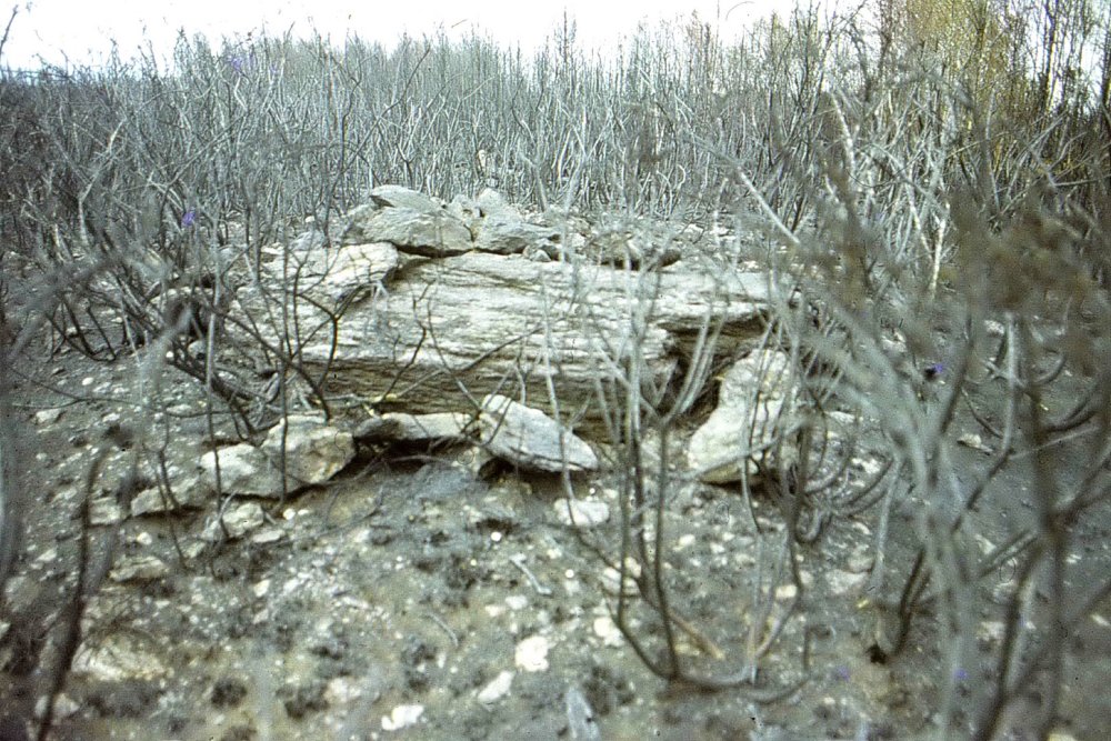 Tumulus de Tiot après l'incendie de 1984