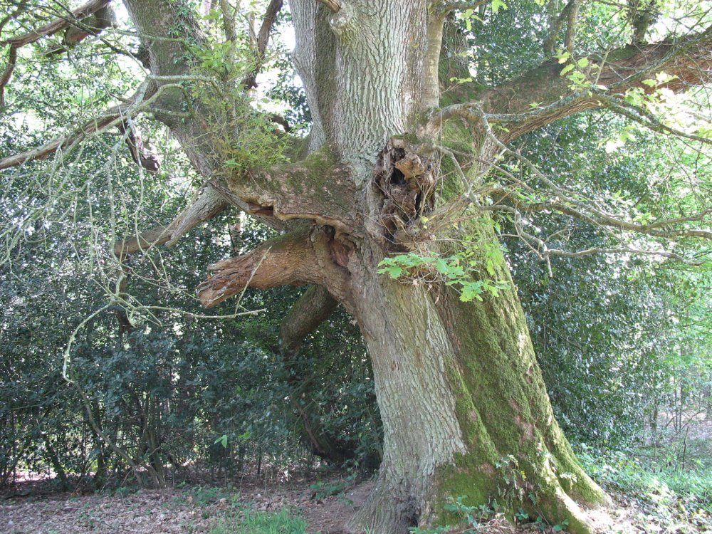 Le chêne des Lavandières à Saint-Brieuc-de-Mauron