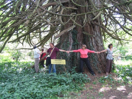 Séquoia géant du Domaine de Fourneau