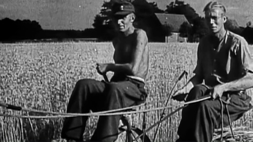 Prisonniers allemands au travail dans les champs en 1946 