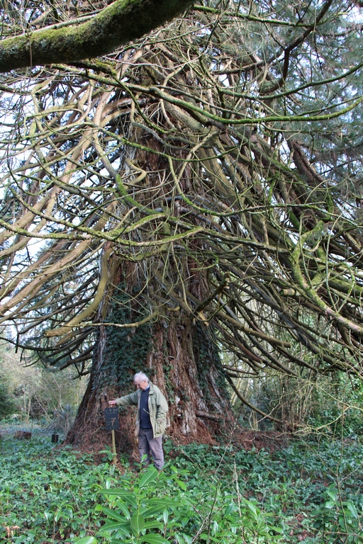 Séquoia géant de Fourneau
