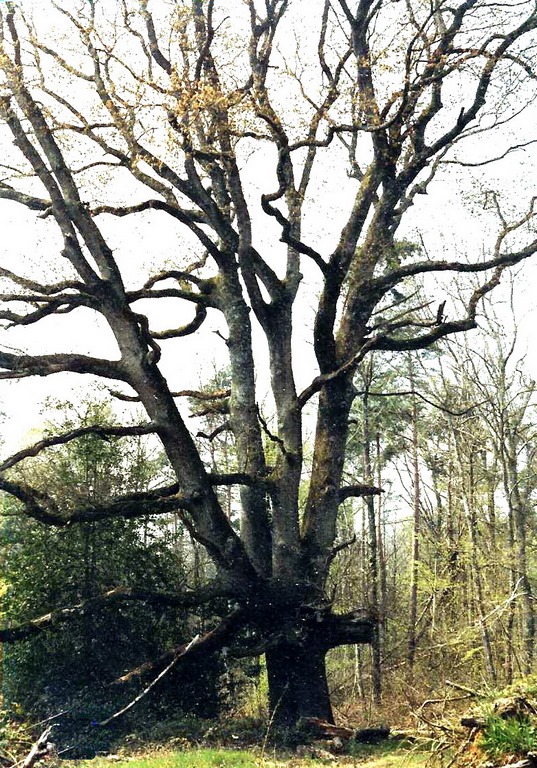 Le chêne des lavandières à Saint Brieuc-de-Mauron 