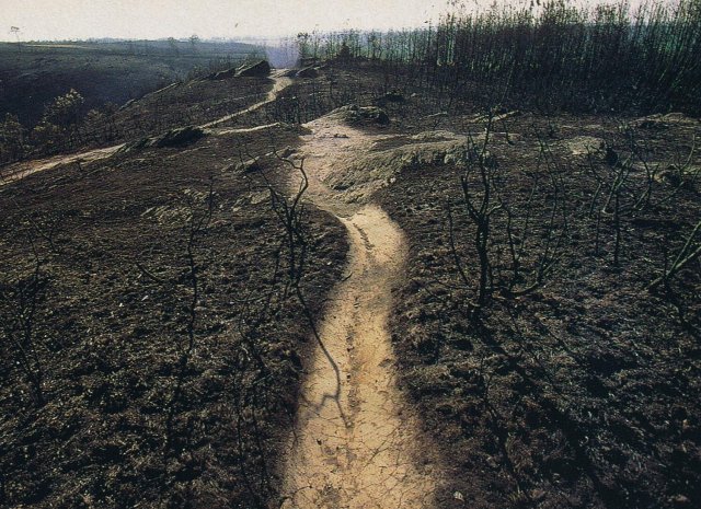Les landes du Val sans Retour après les incendies de 1990